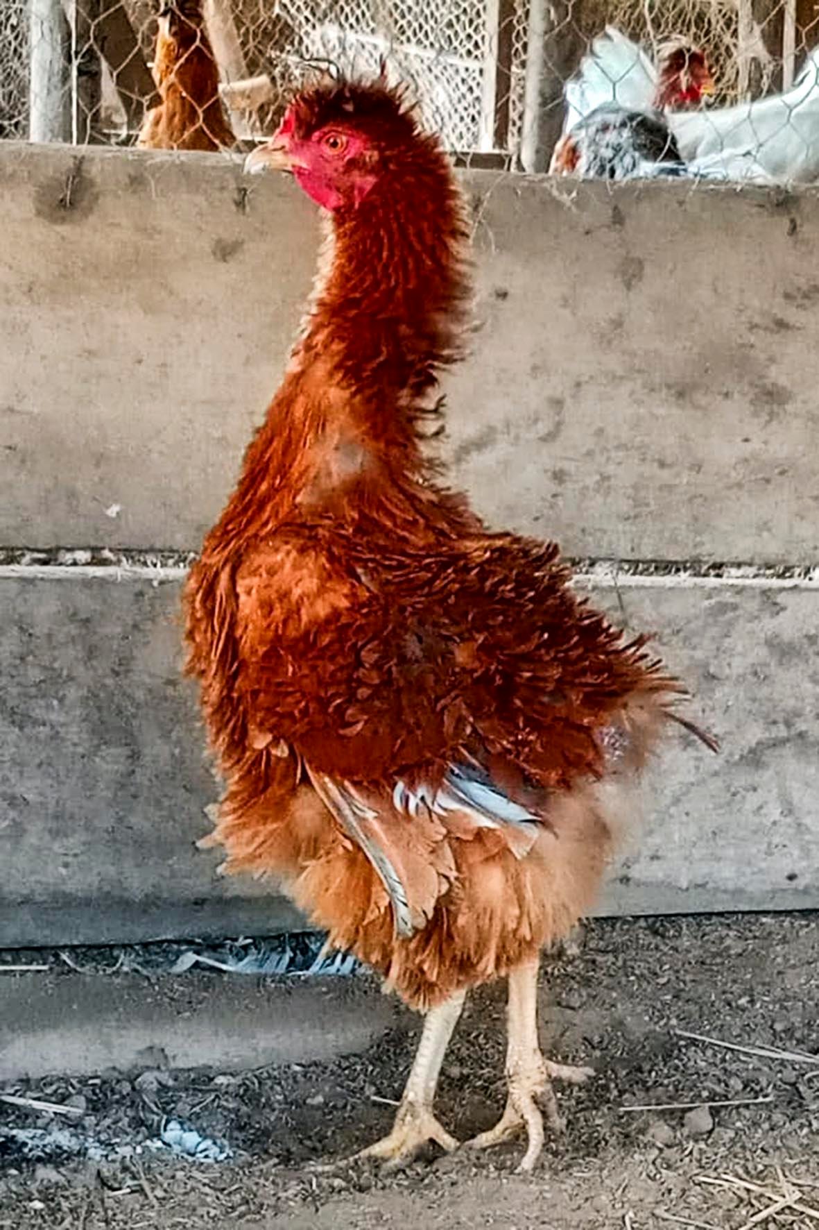 WhatsApp Image 2025-04-03 at 7.35.04 PM copia.jpg